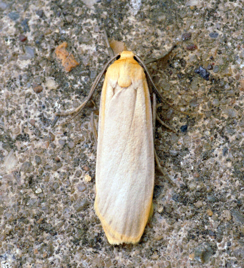 Image of buff footman