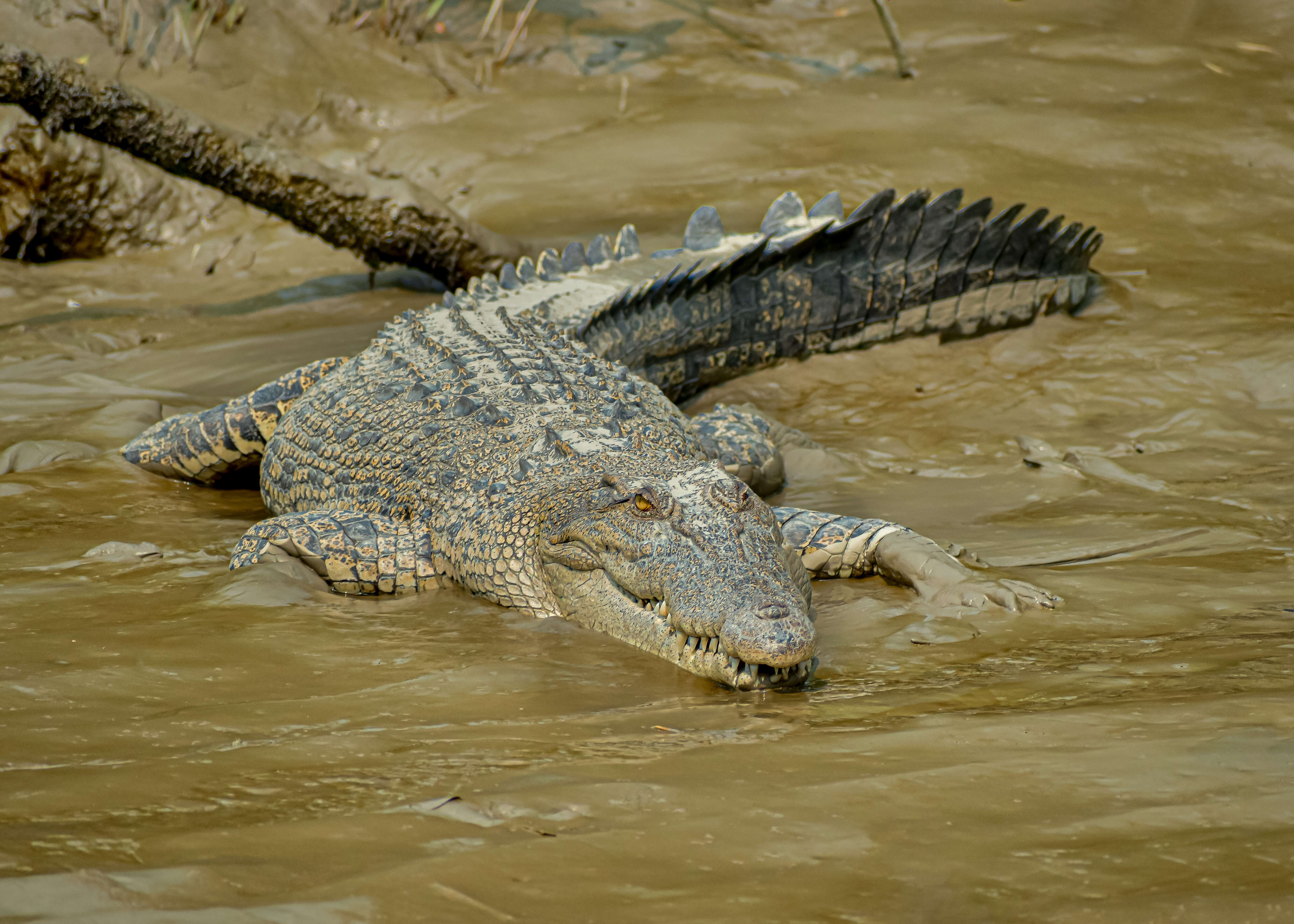 Image of Crocodilia