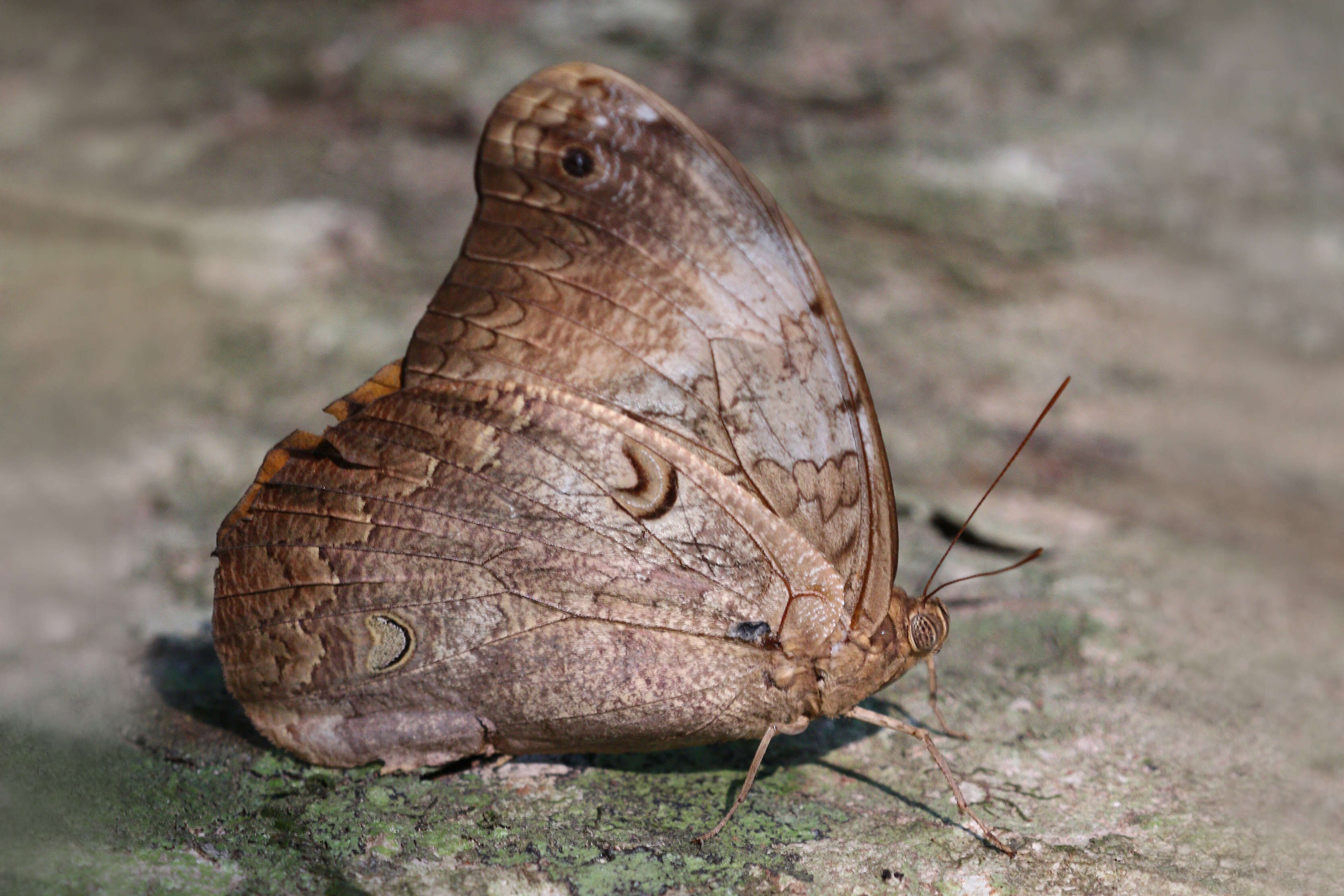 Image of Selenophanes cassiope Cramer 1776