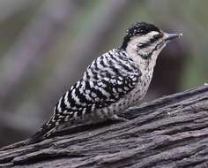 Image of Ladder-backed Woodpecker