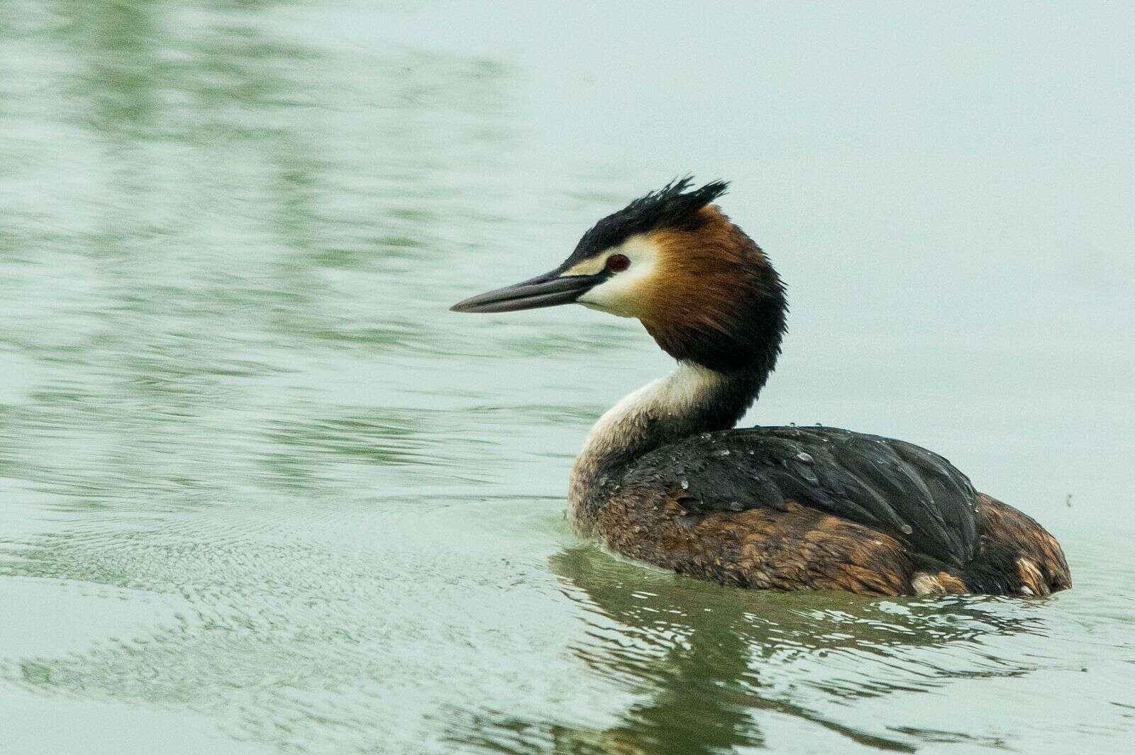 Image of Podiceps Latham 1787