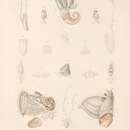 Plancia ëd Hydromyles globulosus (Rang 1825)