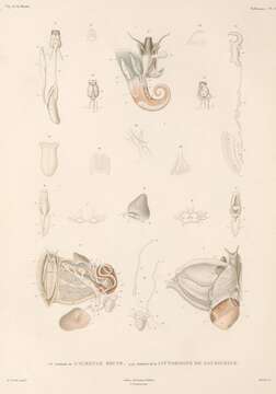 Image of Hydromyles Gistel 1848