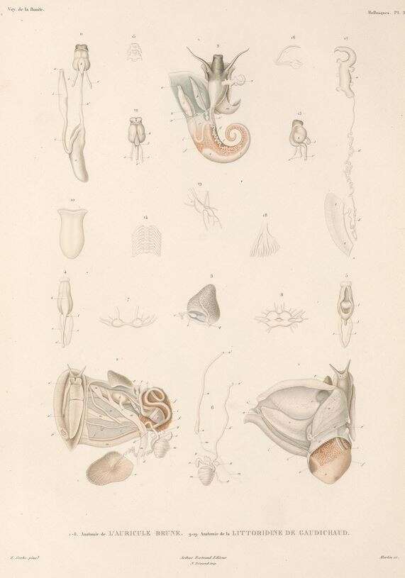 Слика од Hydromyles globulosus (Rang 1825)