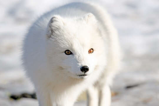 Image of Arctic Fox