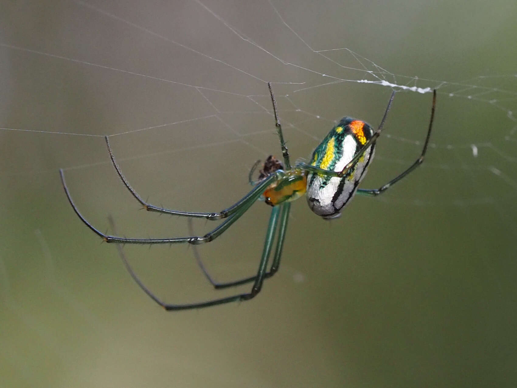 Image of Leucauge argyrobapta (White 1841)