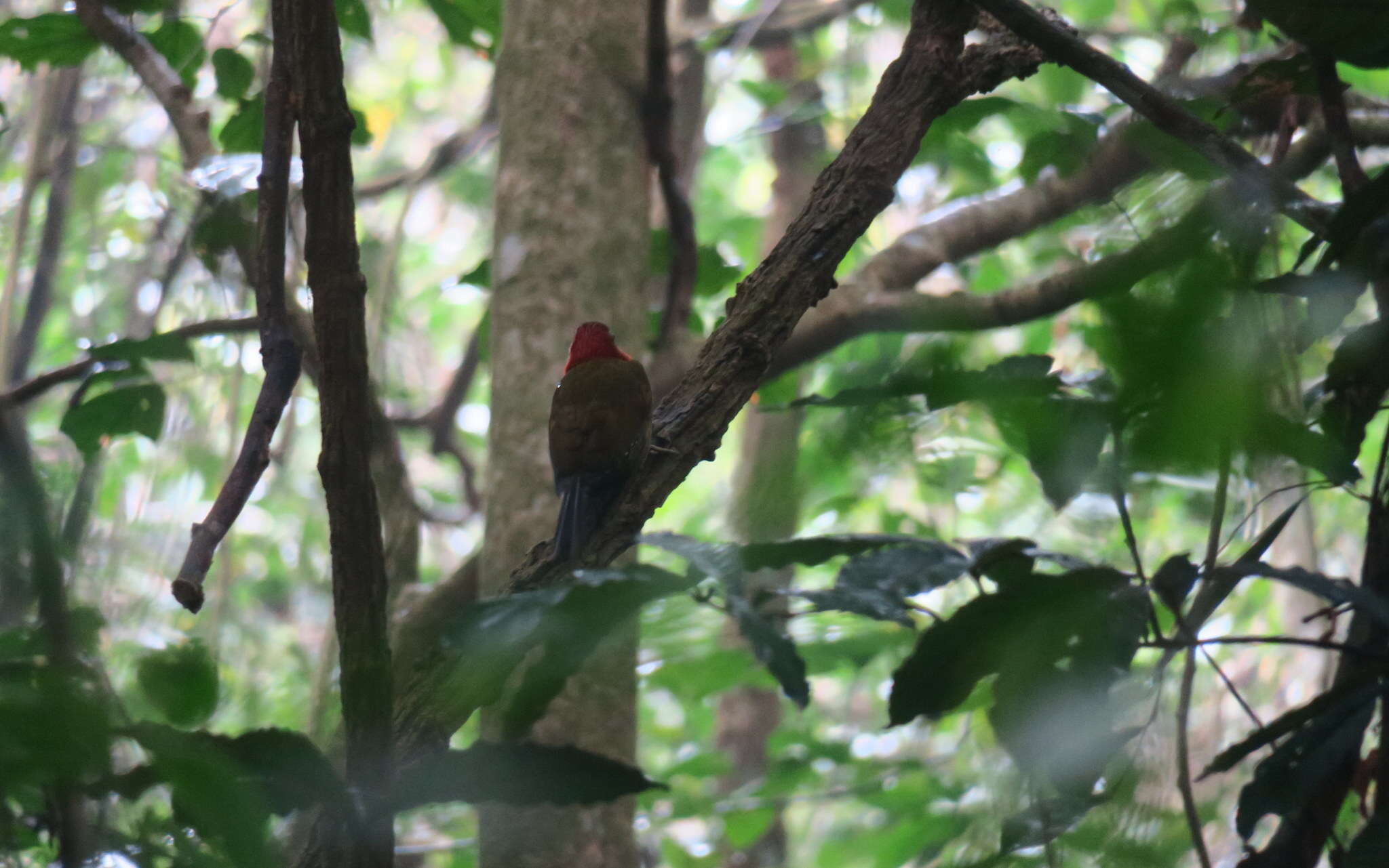 Image of Red-collared Woodpecker