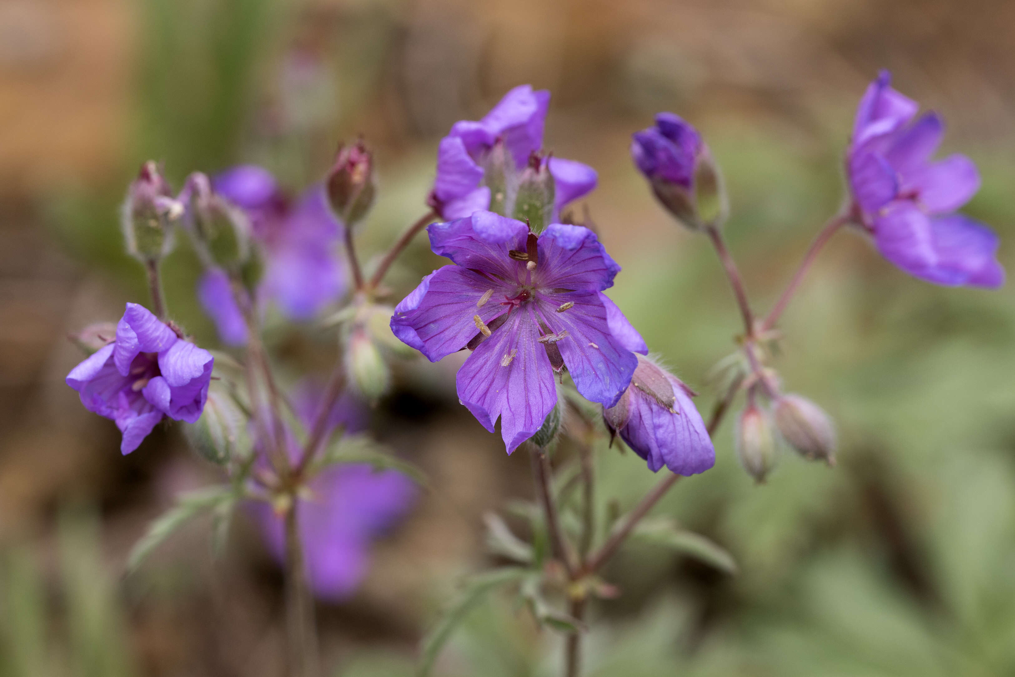 Image of Tuberous Cranesbill