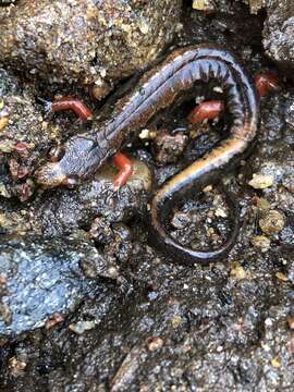 Image of Ocoee Dusky Salamander