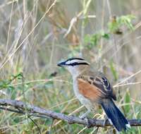 Слика од Tchagra senegalus (Linnaeus 1766)