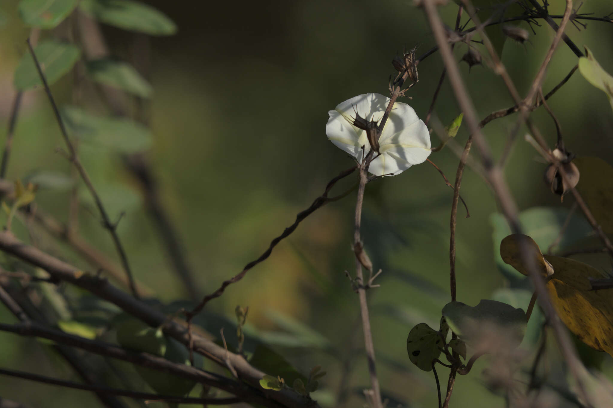 Image of Obscure Morning Glory