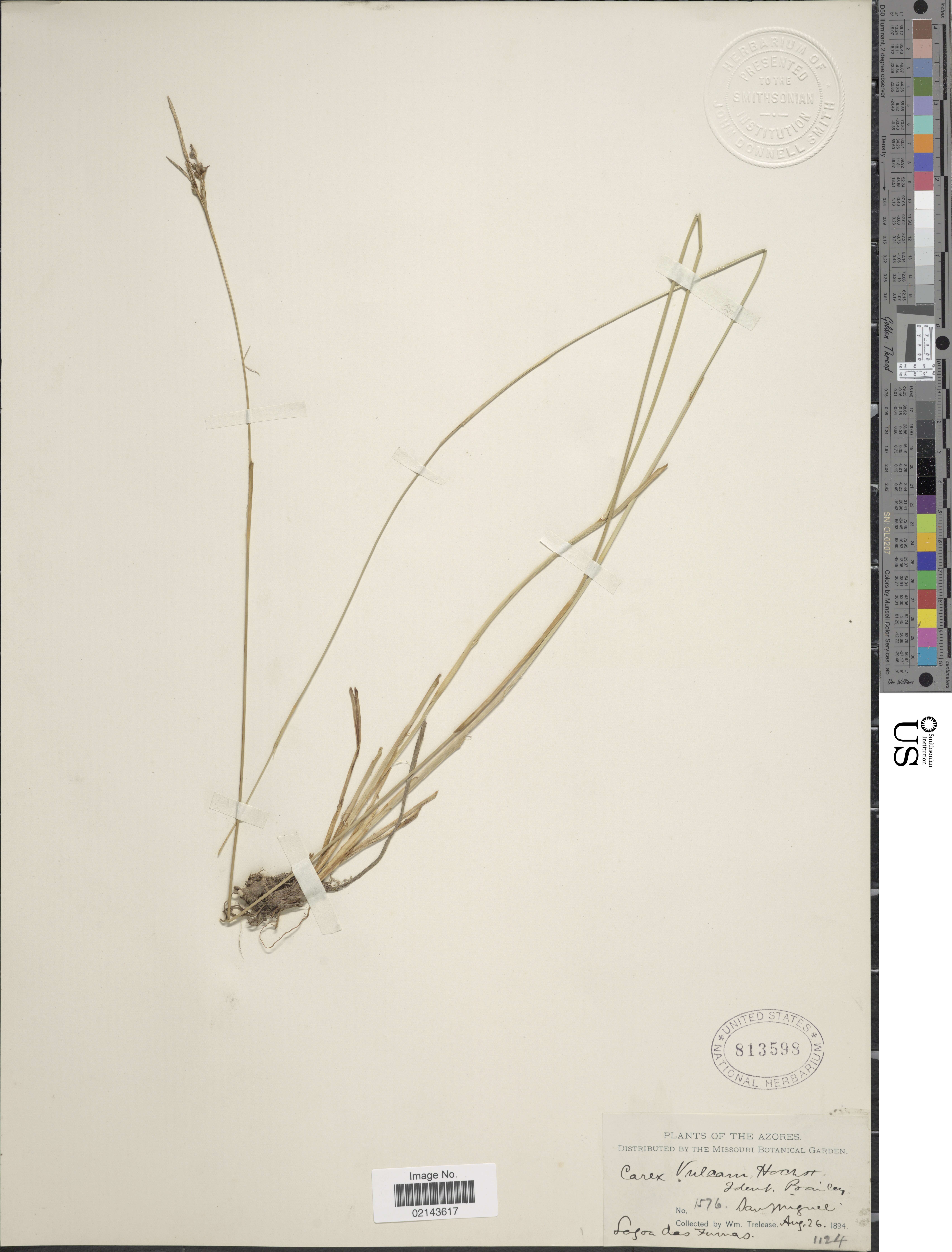 Image of Carex vulcani Hochst. ex Seub.