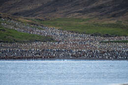 Image of King Penguin