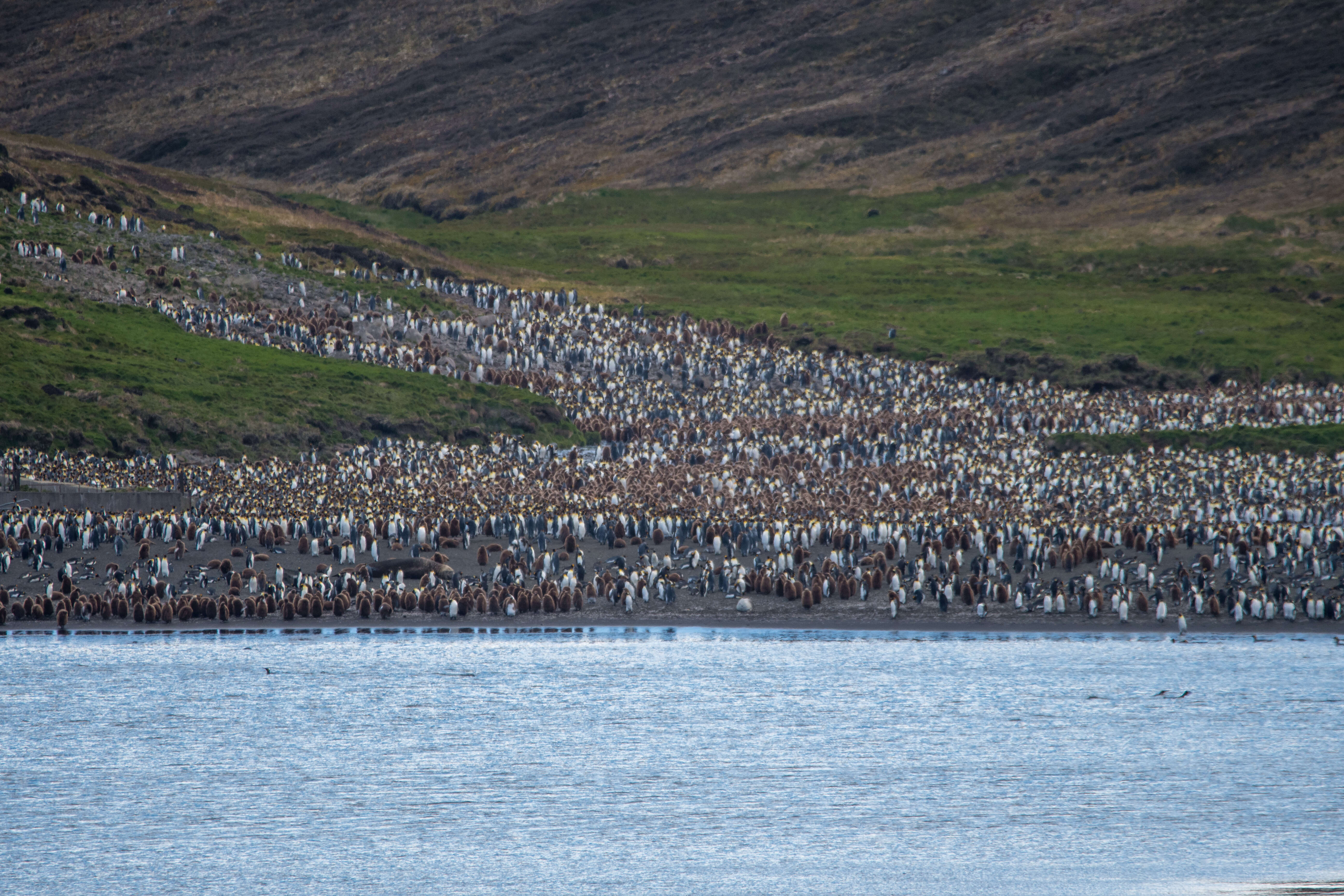 Image of King Penguin