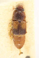 Image of Brachypeplus