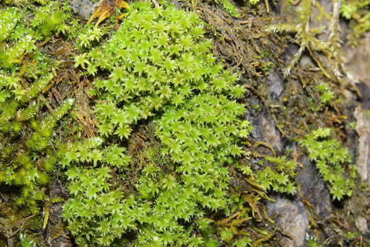 Image of zygodon moss