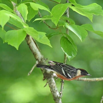 Image of Bay-breasted Warbler