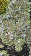 Image of Cladonia pocillum