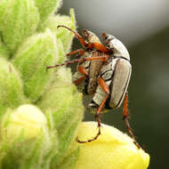 Image of Western Rose Chafer