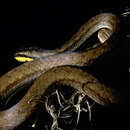 Image of Prado's Coastal House Snake