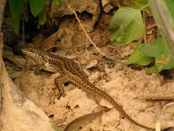 Image of Short-necked Skink