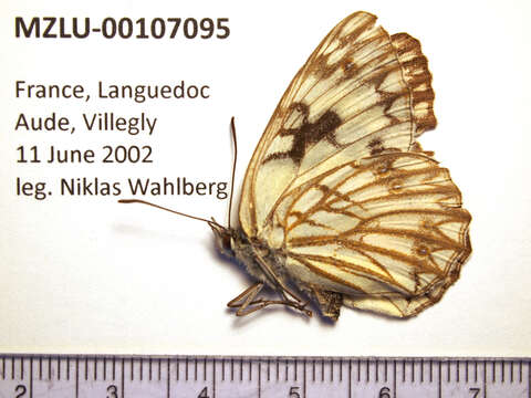 Image of Melanargia occitanica