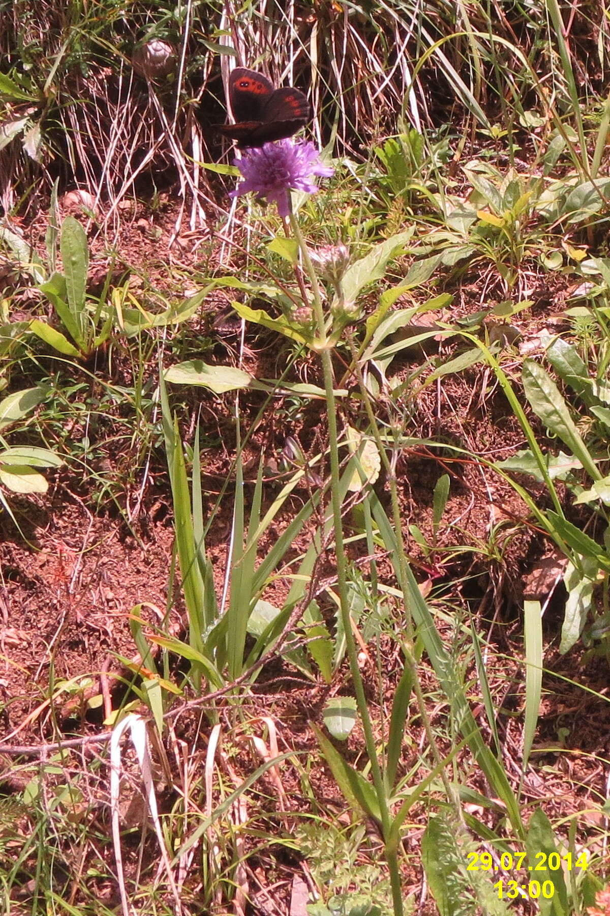 Image of scotch argus