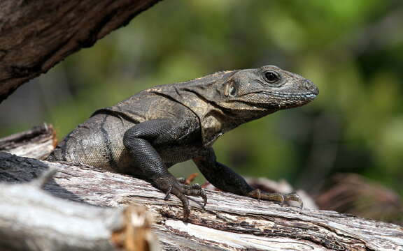 Image of Ctenosaura