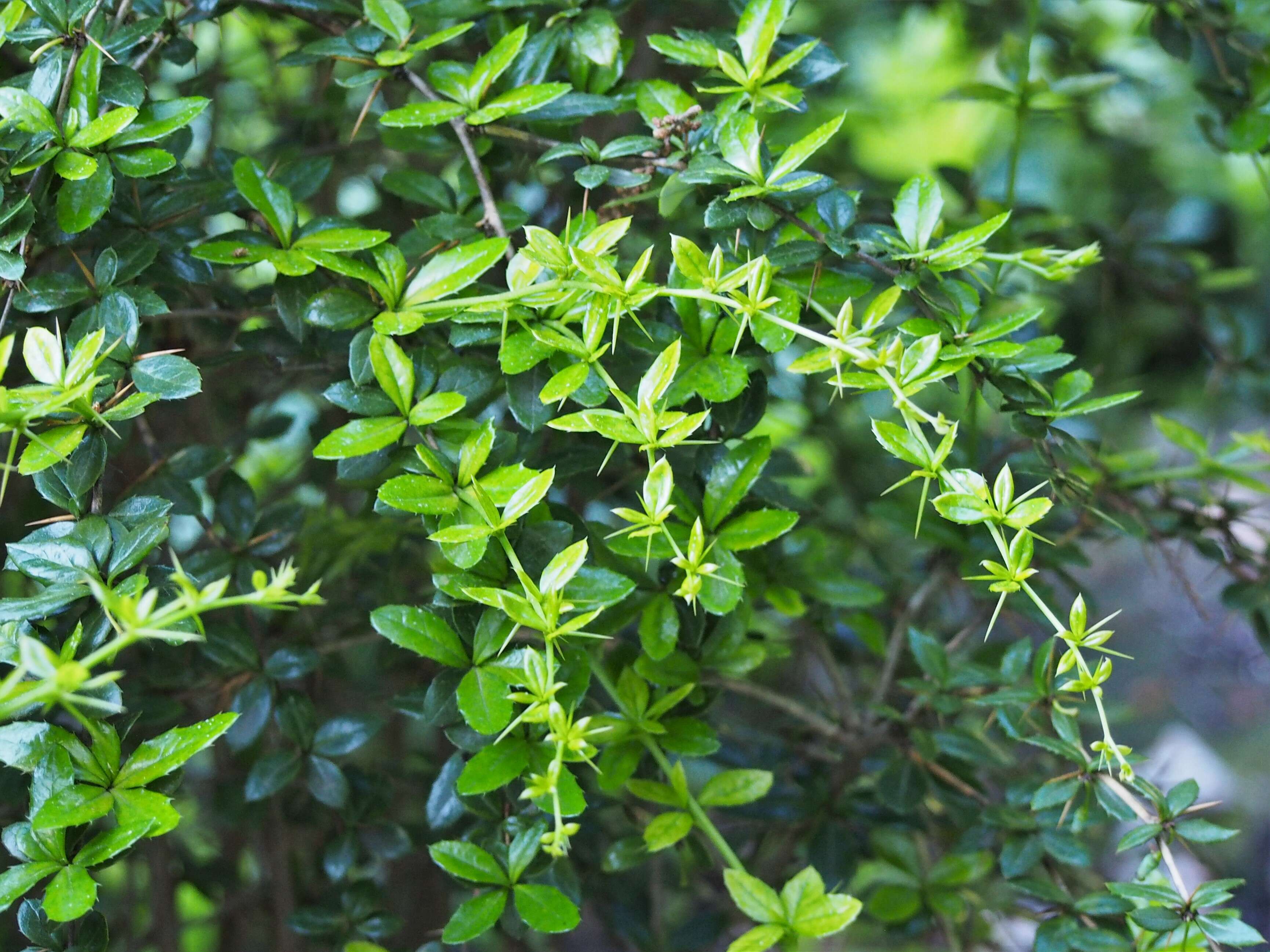 Image de Berberis candidula C. K. Schneid.