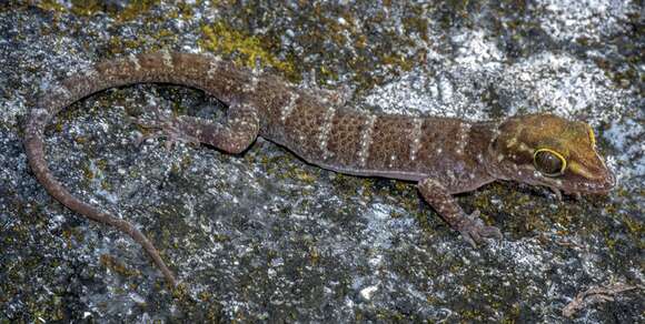 Cyrtodactylus santana resmi