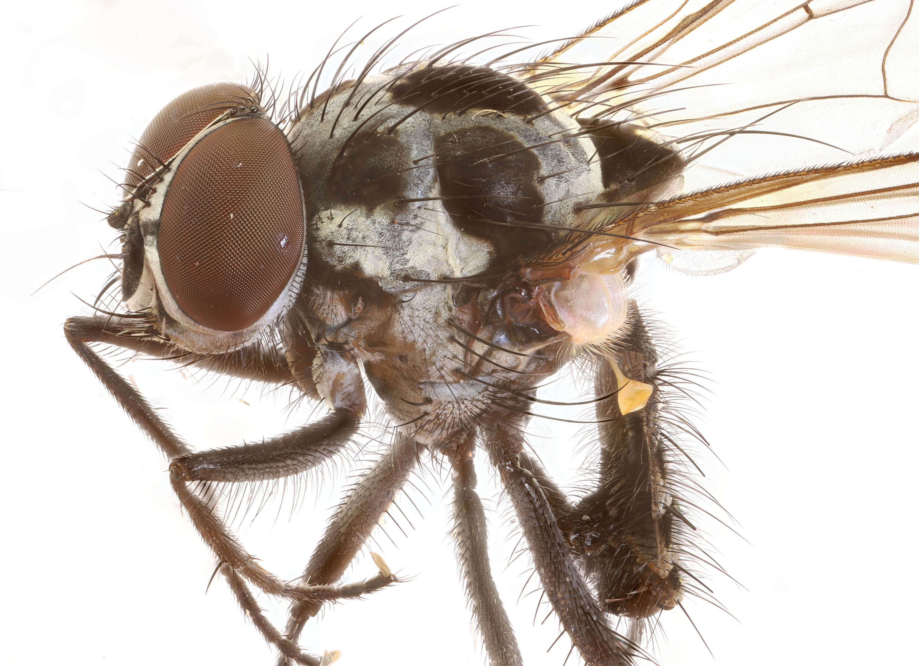 Image of root-maggot flies