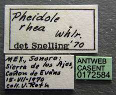 Pheidole rhea Wheeler 1908 resmi