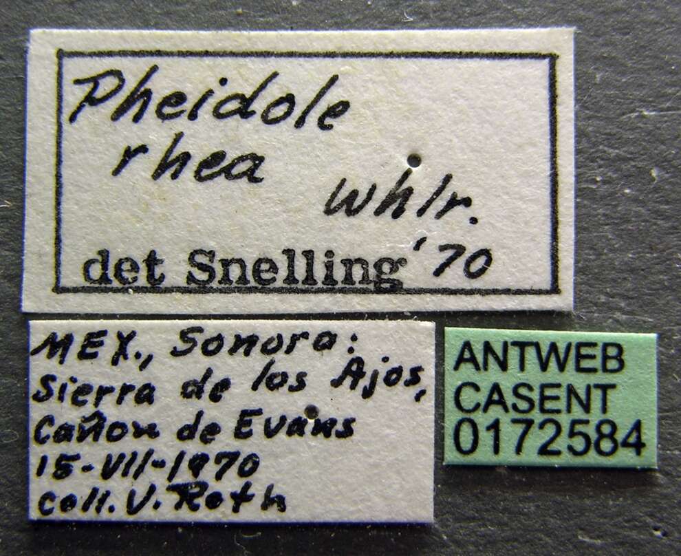 Pheidole rhea Wheeler 1908 resmi