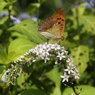 Image of gooseneck yellow loosestrife