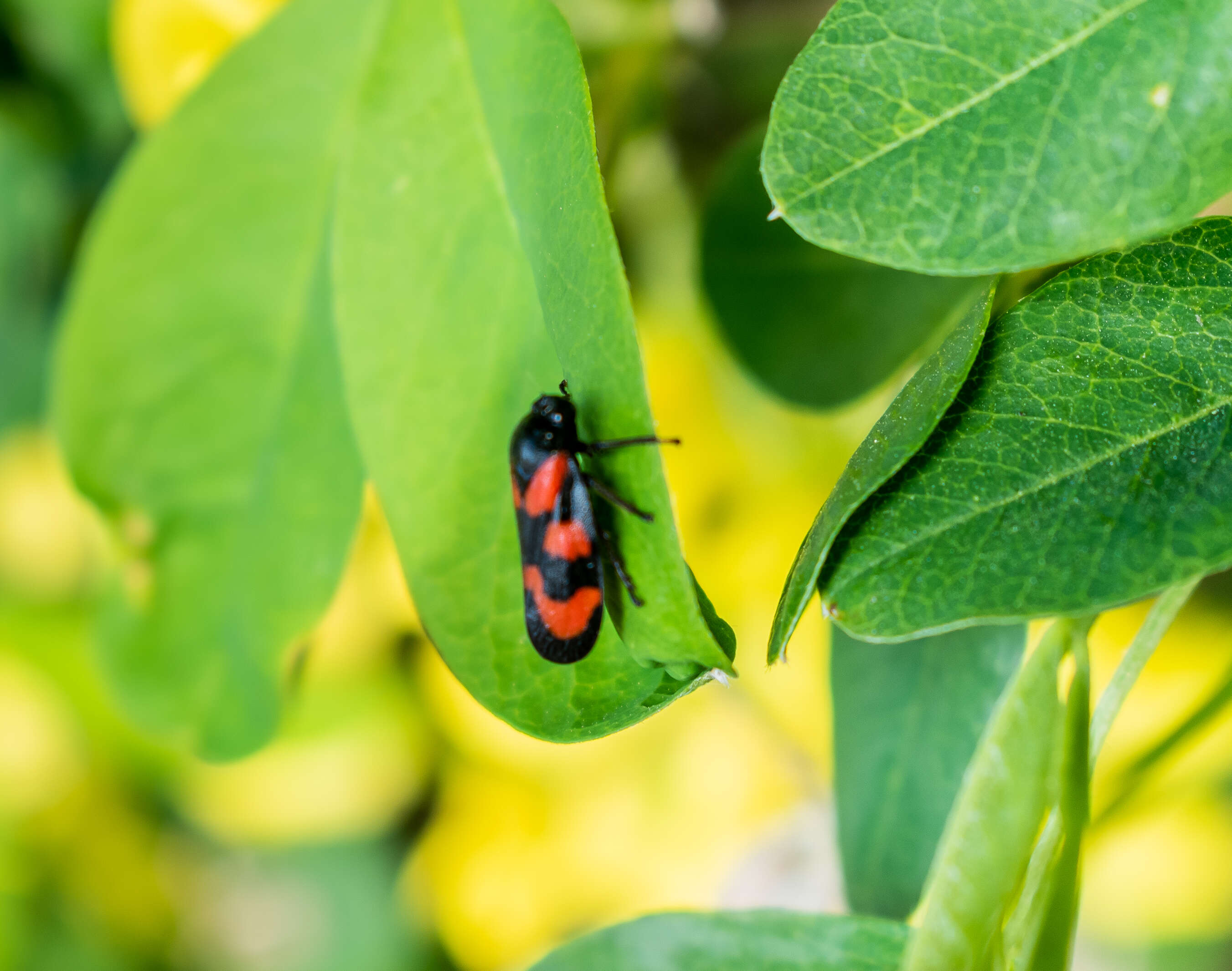 Image of Red-and-black Froghopper