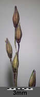 Imagem de Panicum capillare L.