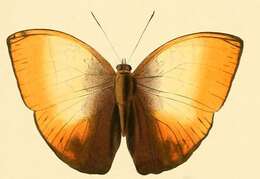 Image of Cymothoe hyarbita Hewitson 1866