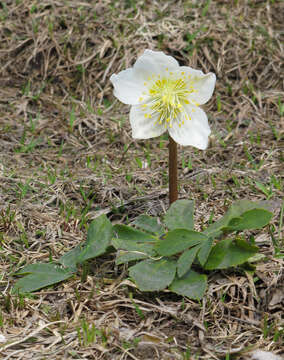 Image of black hellebore