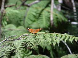 Image of Vanessa tameamea