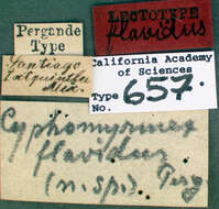 Image de Cyphomyrmex flavidus Pergande 1896