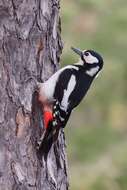 Image of Great Spotted Woodpecker