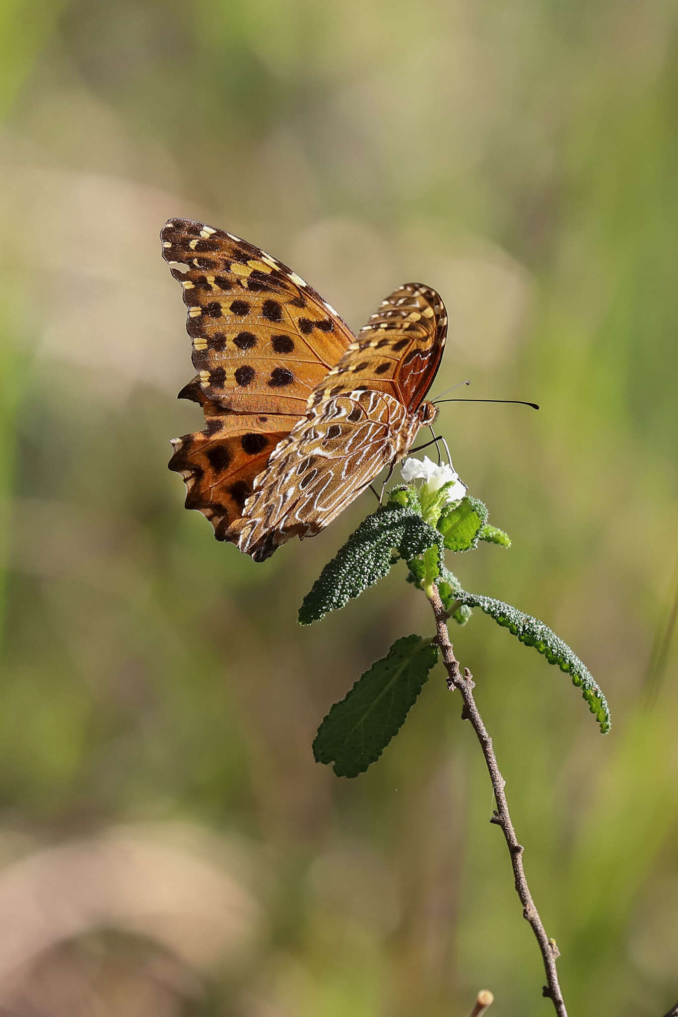 Image of Anetia pantheratus