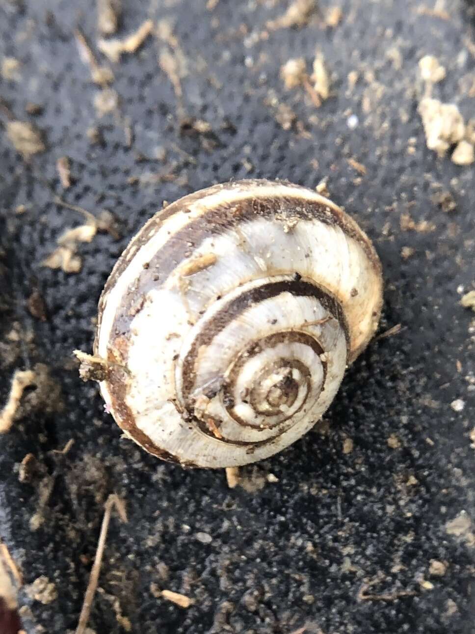 Image of Maritime gardensnail