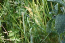 Imagem de Coenagrion puella (Linnaeus 1758)