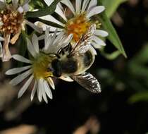 Image of Eristalis anthophorina (Fallen 1817)