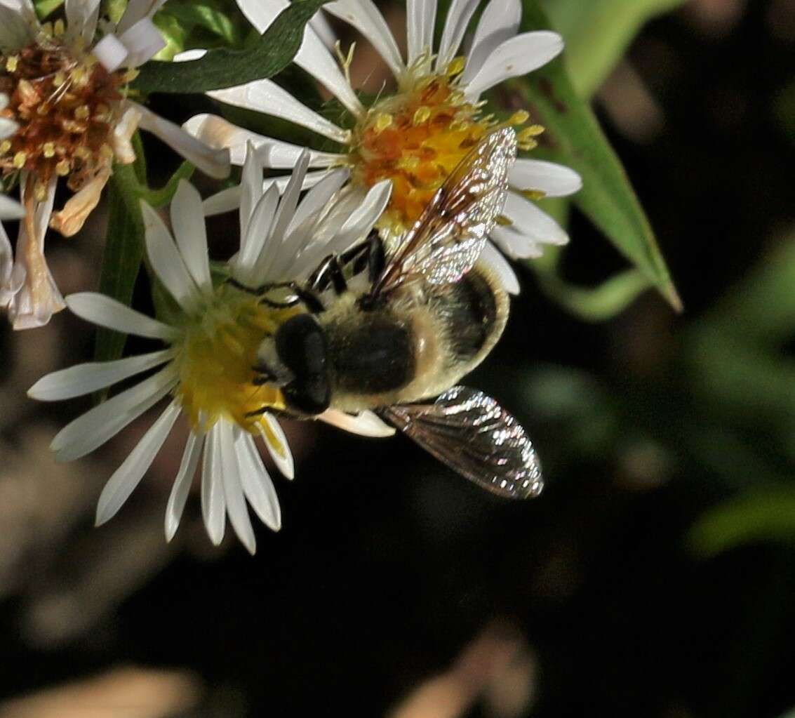 Image of Eristalis anthophorina (Fallen 1817)