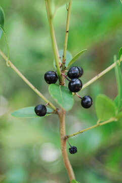 Слика од Ilex coriacea (Pursh) Chapman