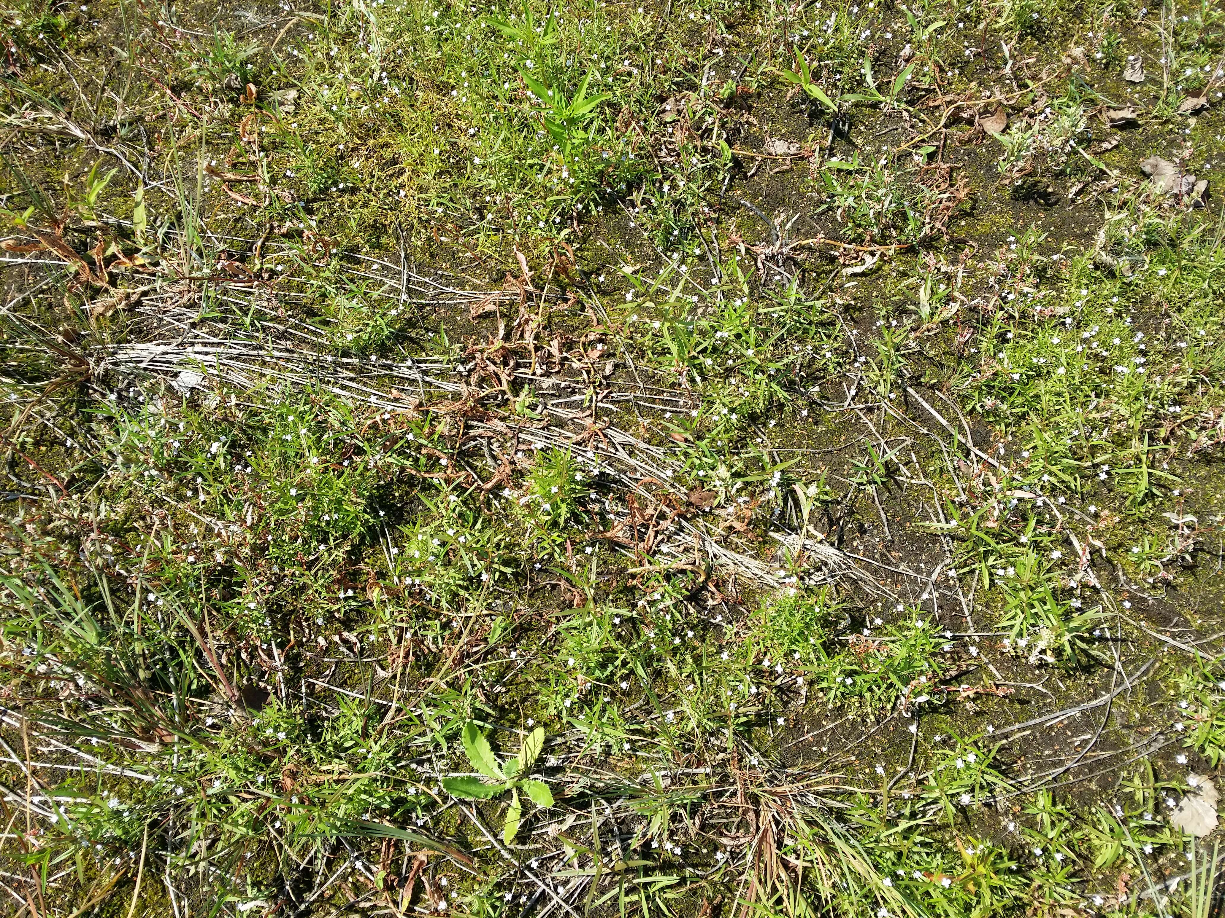 Image of Marsh Speedwell