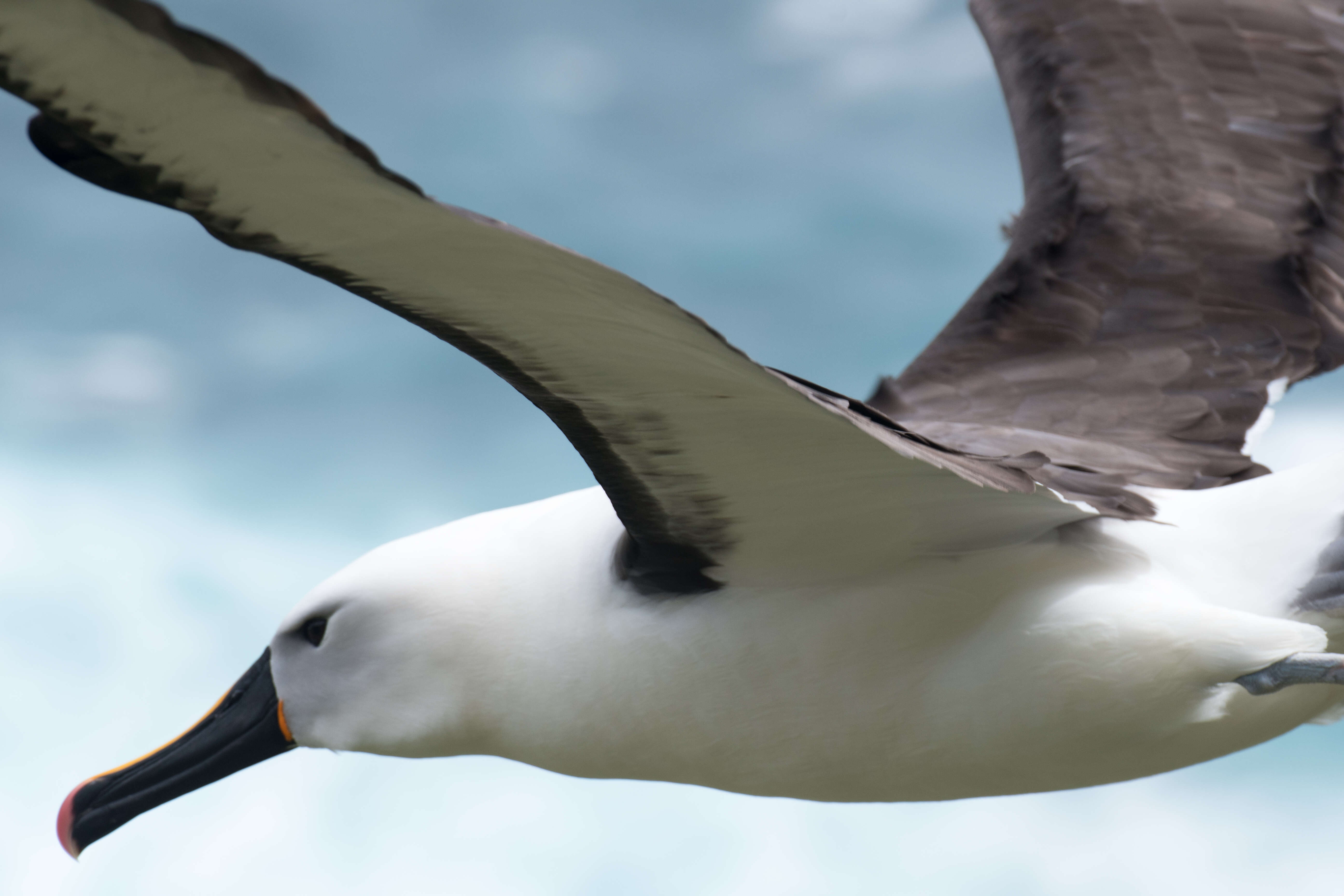 Image of Indian Yellow-nosed Albatross