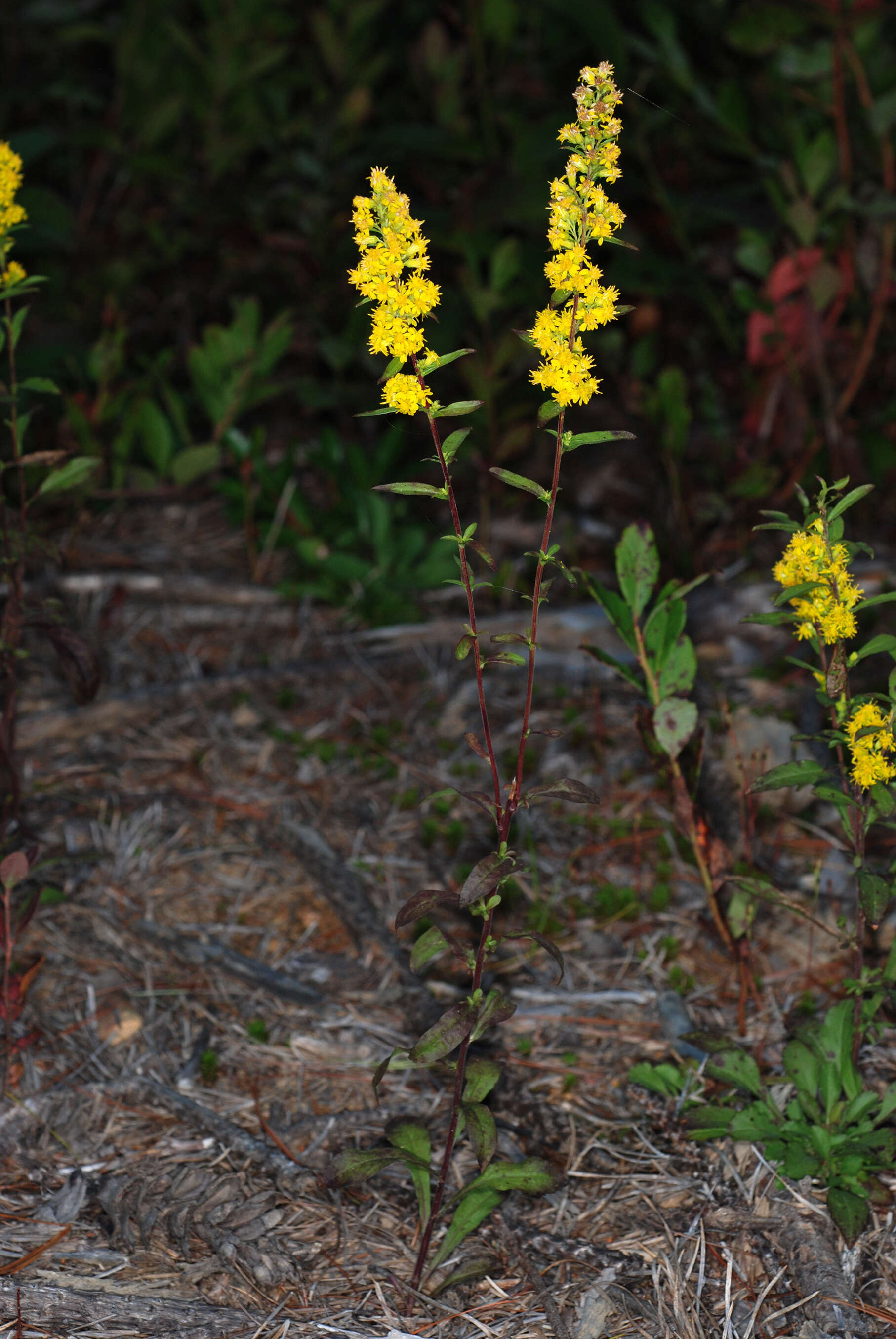 Image of downy goldenrod